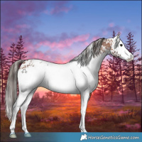 Horse Color:White Spotted Bay Appaloosa 