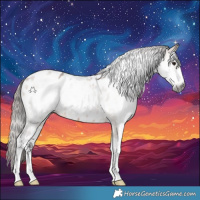 Horse Color:Gray White Spotted Bay Dun Near Leopard 