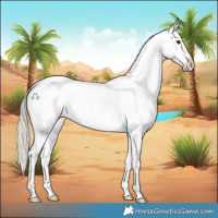 Horse Color:White Spotted Chocolate Palomino Appaloosa 
