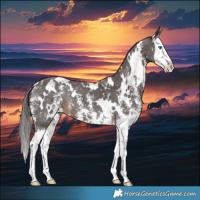 Horse Color:White Spotted Liver Chestnut Sabino Splash 