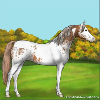 Horse Color:White Spotted Chestnut Tobiano 
