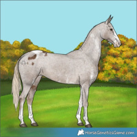 Horse Color:White Spotted Chocolate Palomino Tobiano Appaloosa 