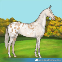 Horse Color:Gray White Spotted Chocolate Palomino Pearl Dun Appaloosa 