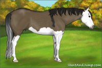 Horse Color:Gray Smoky Grullo Splash 