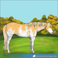 Horse Color:Palomino Sabino