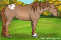 Horse Color:Chestnut Appaloosa
