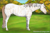 Horse Color:Gold Champagne Roan Dun Splash Tobiano Frame Near Leopard Rabicano 