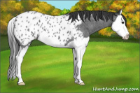 Horse Color:Blue Roan Splash Appaloosa 