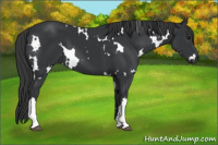 Horse Color:White Spotted Black 