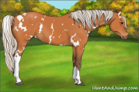 Horse Color:White Spotted Silver Bay 