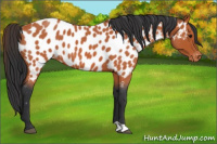 Horse Color:Bay Roan Appaloosa 
