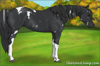 Horse Color:White Spotted Black Tobiano 