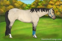 Horse Color:Buckskin Roan Dun 