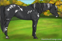Horse Color:White Spotted Black 
