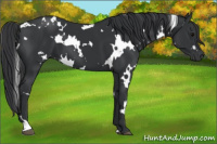 Horse Color:White Spotted Black