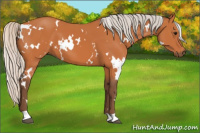 Horse Color:White Spotted Silver Bay 