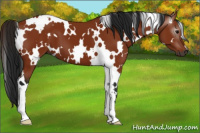 Horse Color:Gray White Spotted Bay 