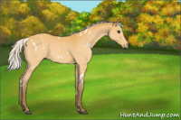 Horse Color:White Spotted Silver Buckskin Rabicano