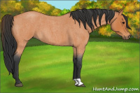 Horse Color:Bay Roan 