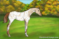 Horse Color:White Spotted Red Dun Appaloosa Rabicano 