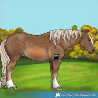 Horse Color:Chocolate Palomino 