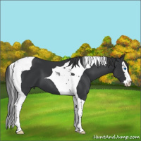 Horse Color:Black Splash Tobiano 