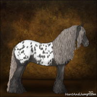 Horse Color:Gray Silver Blue Roan Appaloosa Rabicano 