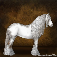 Horse Color:Gray White Spotted Chocolate Palomino Frame Rabicano 