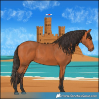 Horse Color:Bay 