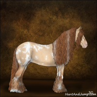 Horse Color:Gray White Spotted Gold Champagne Roan Dun 