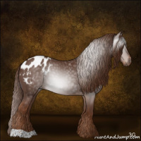 Horse Color:Gray Chestnut Appaloosa 