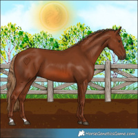 Horse Color:Chestnut 