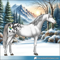 Horse Color:Black Appaloosa 