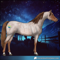 Horse Color:Red Roan 