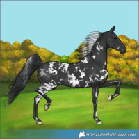 Horse Color:White Spotted Black