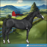 Horse Color:Black 