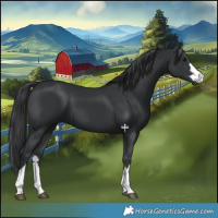Horse Color:Black 