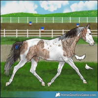 Horse Color:Bay Splash Tobiano Rabicano  and Classic Champagne Dun Splash Tobiano 