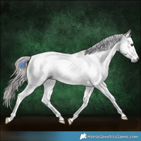 Horse Color:Gray Chestnut Splash Tobiano 