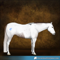 Horse Color:Gray Chestnut Splash Tobiano Rabicano