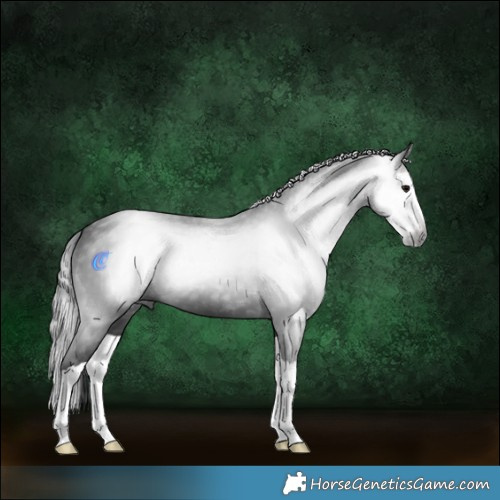 Horse Color:Gray Black Splash 