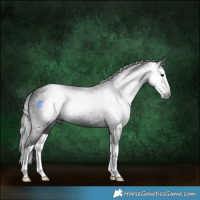 Horse Color:Gray Black Splash 