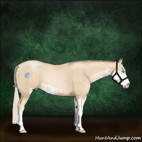 Horse Color:Palomino Pearl Sabino 