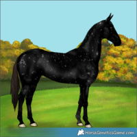 Horse Color:Void Liver Chestnut Tobiano Appaloosa 