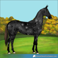 Horse Color:Void Amber Champagne Dun Frame Appaloosa 