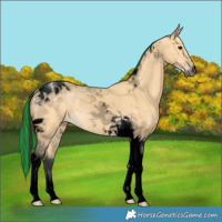 Horse Color:Void Painted Buckskin Tobiano 