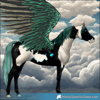 Horse Color:Painted Buckskin Roan Splash Tobiano 