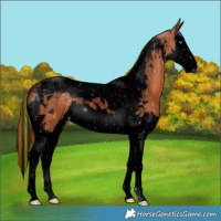 Horse Color:Void Painted Bay Splash Tobiano 