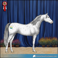 Horse Color:Brown Appaloosa