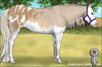 Horse Color:Chocolate Palomino Dun Sabino Splash Appaloosa 